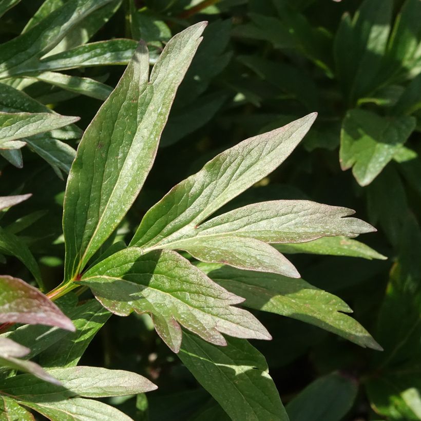 Peonia erbaceaPatio Peony Rome (Fogliame)