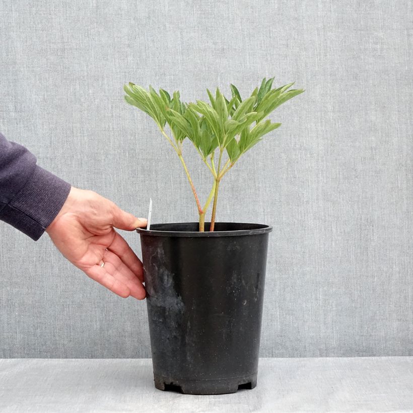 Example of Paeonia officinalis Alba Plena Vaso da 3L/4L as you get in printemps