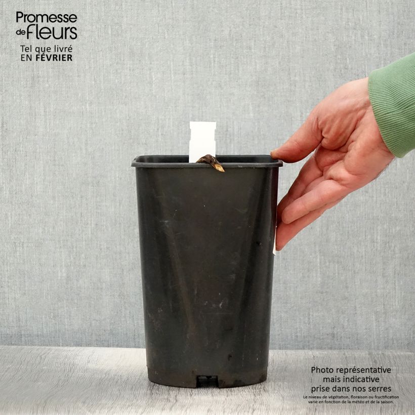 Paeonia officinalis Rosea Plena Vaso da 3L/4L esemplare consegnato in inverno