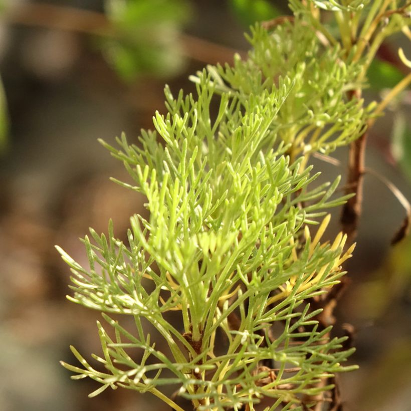 Artemisia abrotanum var. maritima Maritima - Abrotano (Foliage)