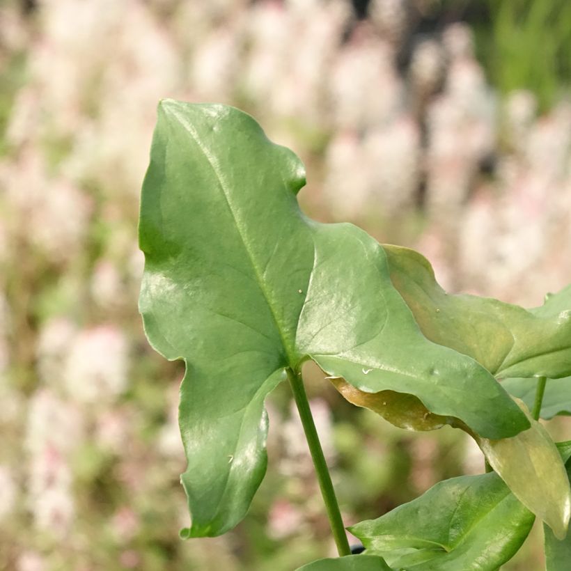 Arisarum proboscideum - Arisaro codato (Fogliame)