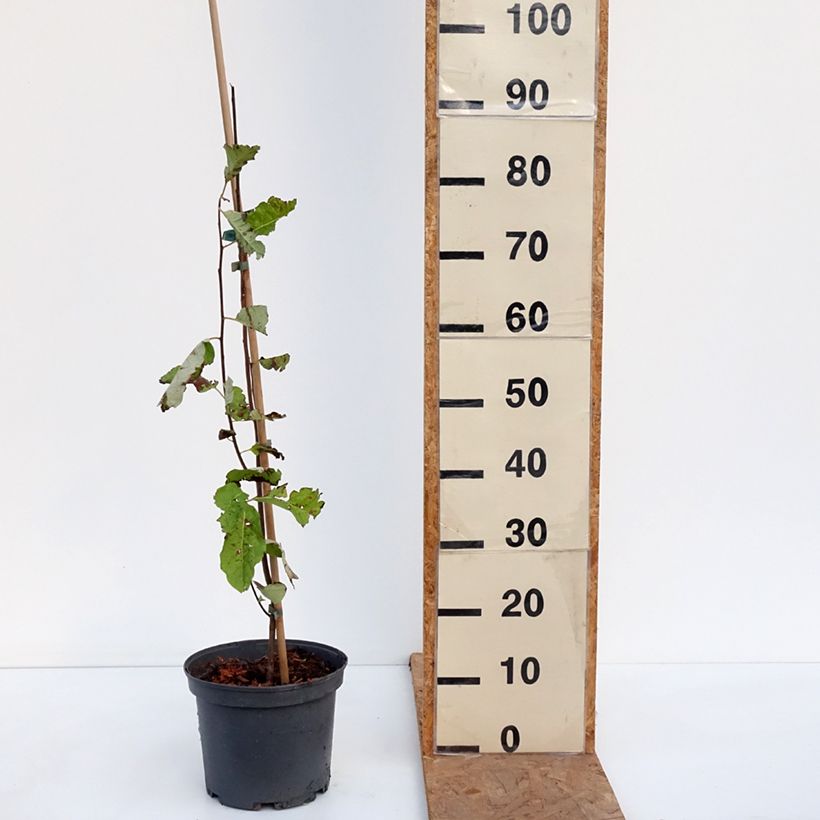 Esemplare di Plaqueminier, Kaki de Virginie - Diospyros virginiana Pot de 4L/5L come consegnato in autunno