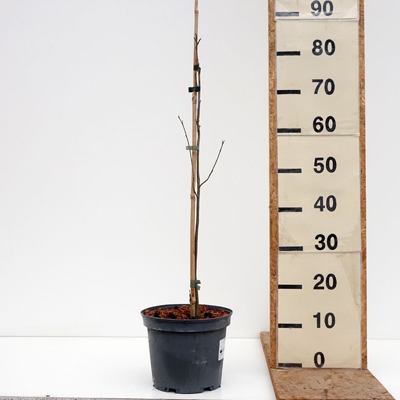 Diospyros virginiana - Cachi Vaso da 4L/5L esemplare consegnato in inverno