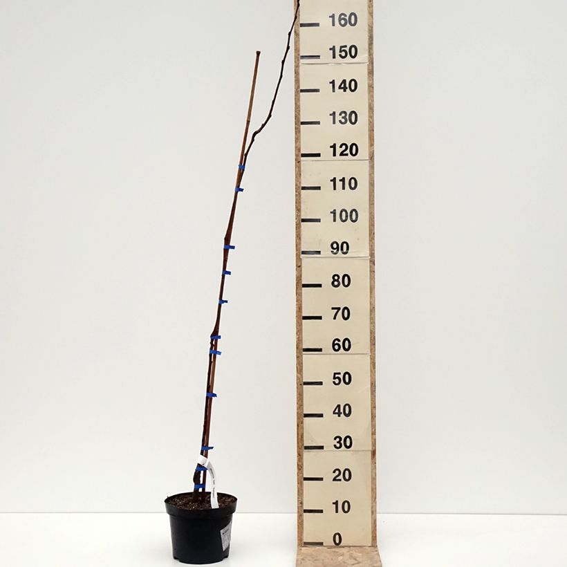 Plaqueminier, Kaki - Diospyros kaki Budapest Pot de 4L/5L, Demi-Tige esemplare consegnato in inverno