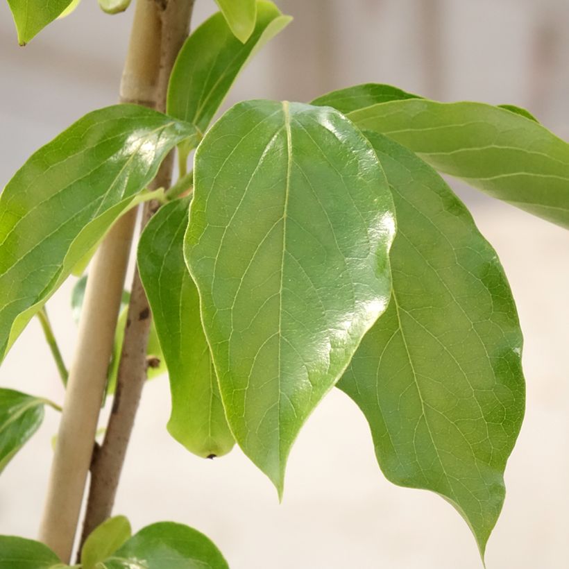 Cachi Budapest (Fogliame)