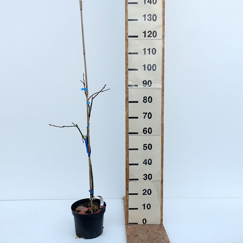 Esemplare di Cachi Budapest Vaso da 4L/5L, Vaso impalcato medio come consegnato in autunno