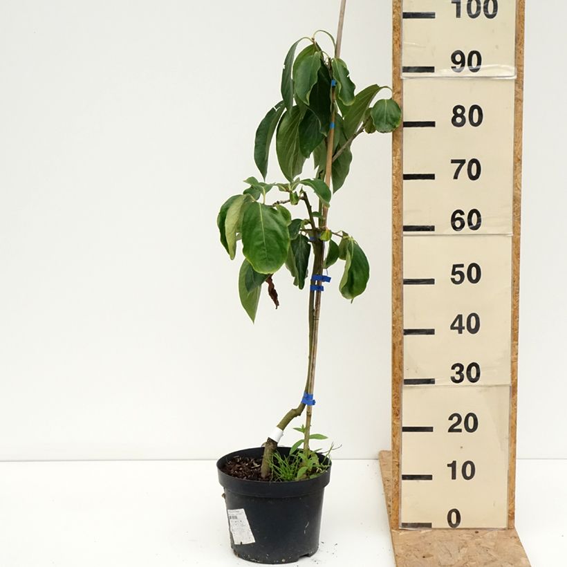 Esemplare di Cachi Budapest Vaso da 4L/5L, Vaso impalcato medio consegnato in estate
