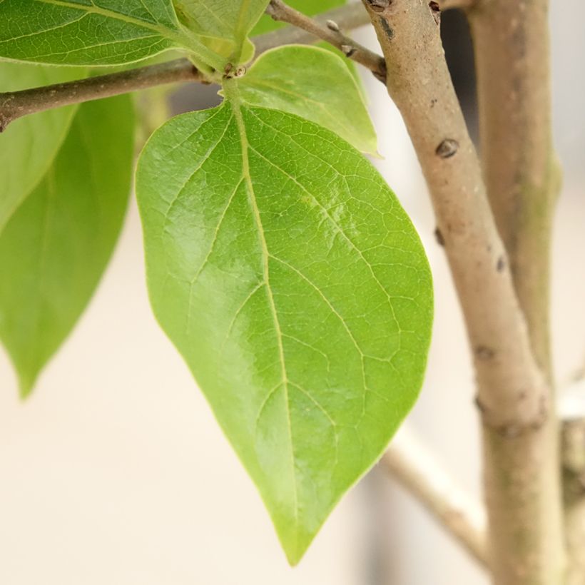 Cachi Cioccolatino (Foliage)