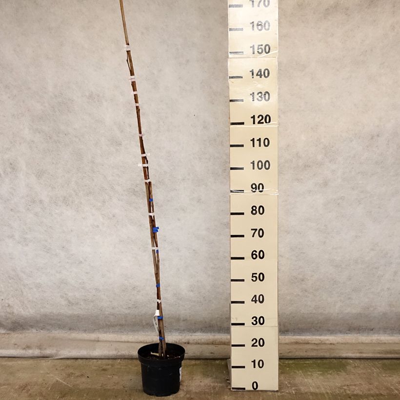 Esemplare di Plaqueminier, Kaki - Diospyros kaki Korea Pot de 7,5L/10L, Demi-Tige come consegnato in autunno