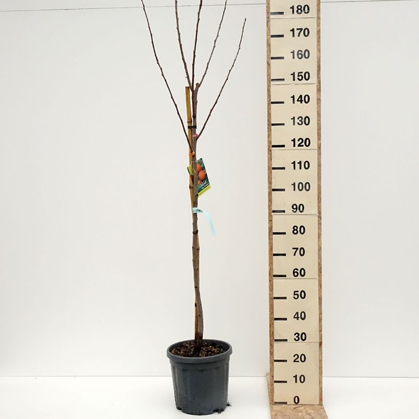 Example of Cachi Rojo Brillante Vaso da 4L/5L, Vaso impalcato medio as you get in hiver