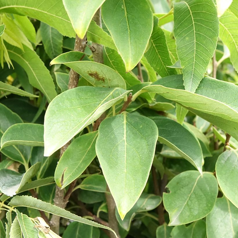 Cachi Rojo Brillante (Foliage)