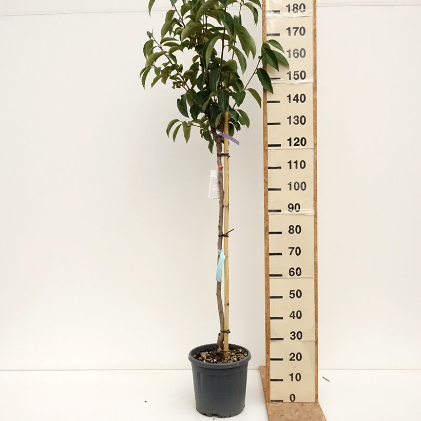 Esemplare di Cachi Sharon Vaso da 12L/15L, Vaso impalcato medio consegnato in estate