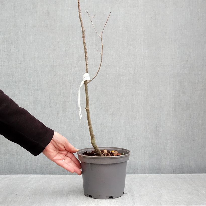 Esemplare di Diospyros lotus - Cachi Vaso da 3L/4L come consegnato in autunno