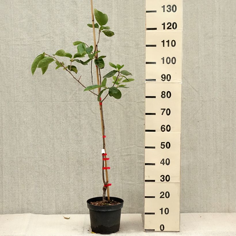 Esemplare di Cachi Nikita’s Gift Vaso da 4L/5L, Vaso impalcato medio come consegnato in autunno