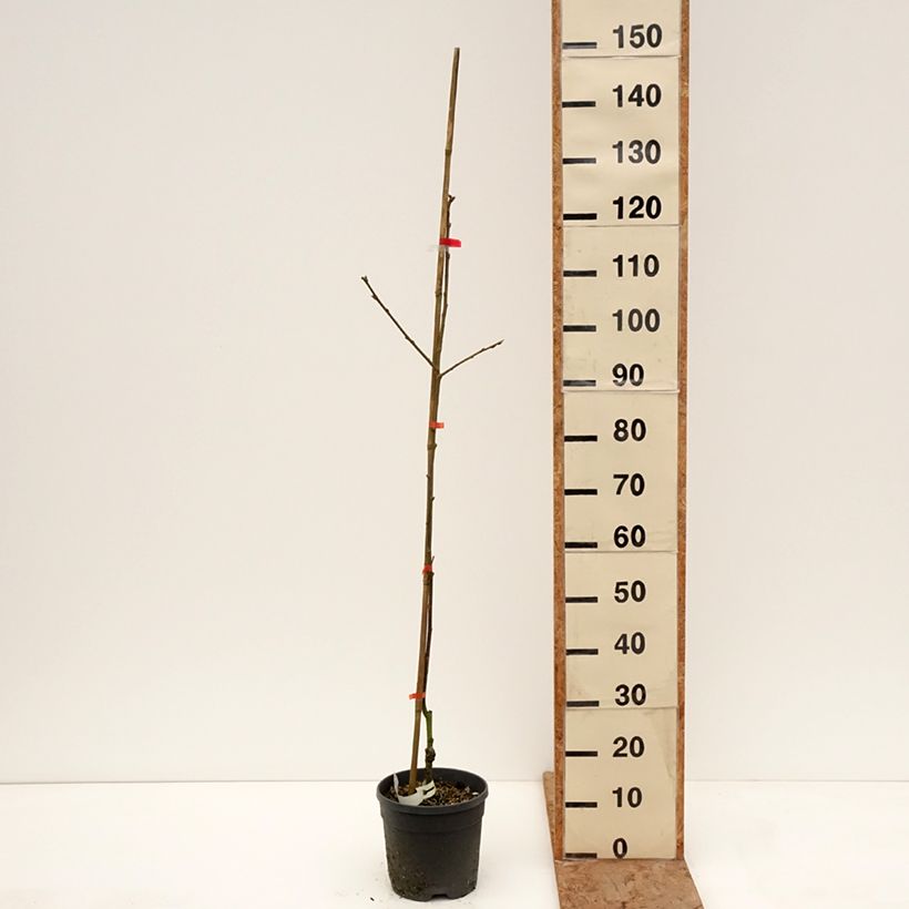 Cachi Nikita’s Gift Vaso da 4L/5L, Vaso impalcato medio esemplare consegnato in inverno