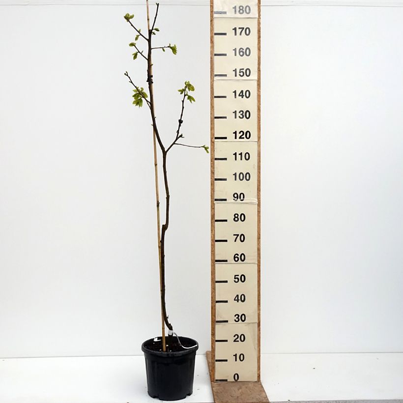 Cachi Nikita’s Gift Vaso da 4L/5L, Vaso impalcato medio esemplare consegnato in primavera