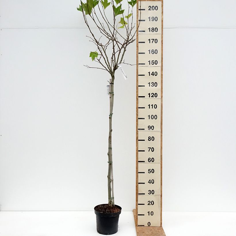 Esemplare di Platanus hispanica Alphen's Globe - Platano Vaso da 7,5L/10L, Vaso impalcato come consegnato in autunno