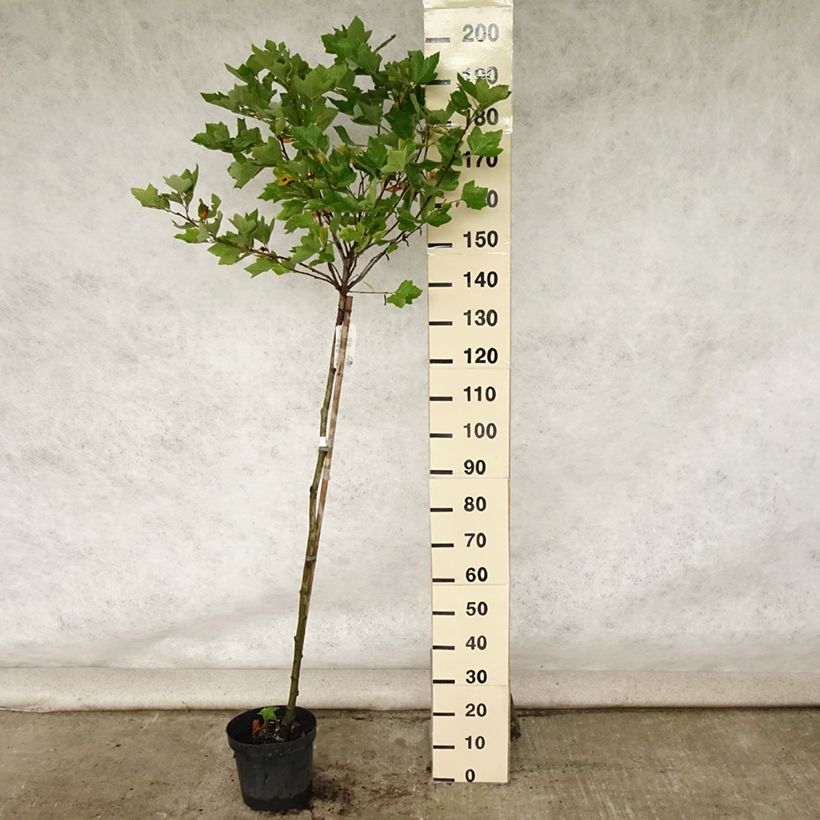 Esemplare di Platanus hispanica Alphen's Globe - Platano Vaso da 7,5L/10L, Vaso impalcato consegnato in estate