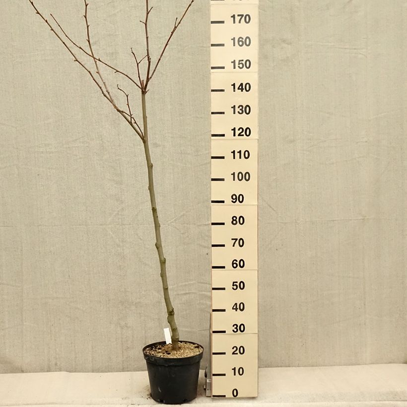 Platanus hispanica - Platano Vaso da 7,5L/10L esemplare consegnato in primavera