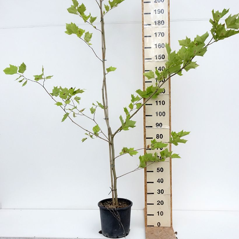 Esemplare di Platanus hispanica - Platano Vaso da 7,5L/10L consegnato in estate