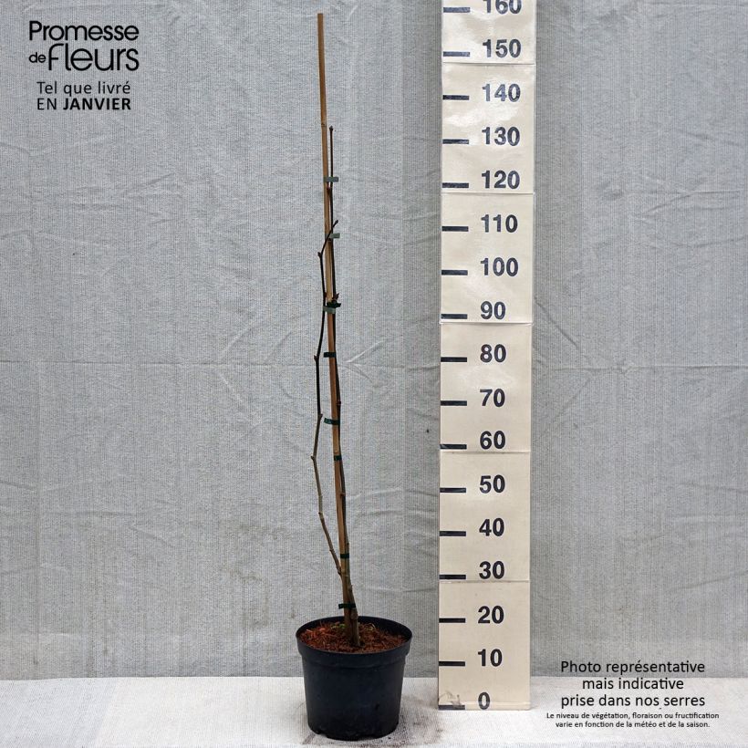 Platanus x hispanica Suttneri - Platane panaché Pot de 4L/5L esemplare consegnato in inverno