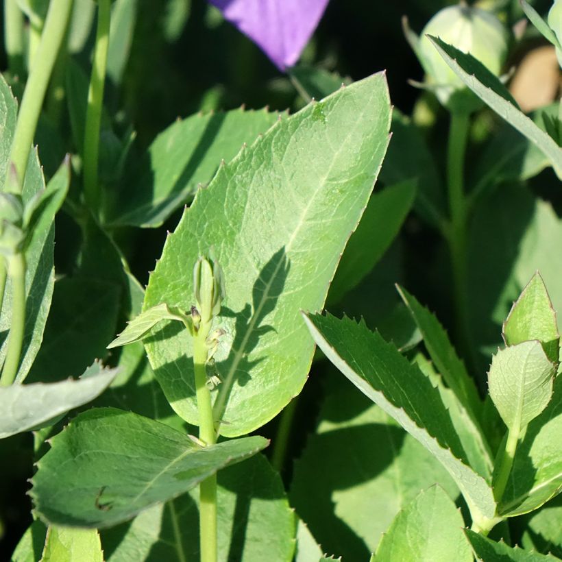 Platycodon grandiflorus Astra Blue - Campanula cinese (Fogliame)