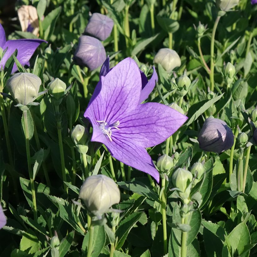 Platycodon grandiflorus Astra Blue - Campanula cinese (Fioritura)