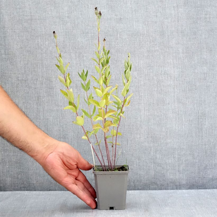 Esemplare di Platycodon grandiflorus Fuji Blue - Campanula cinese Vasetto da 8/9 cm consegnato in estate