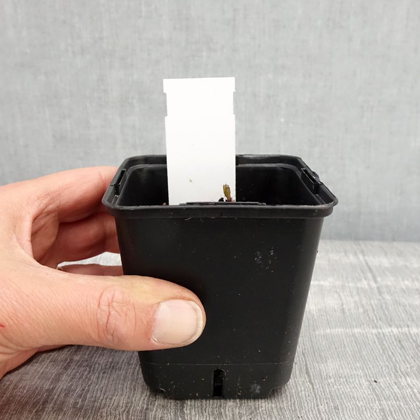 Example of Platycodon grandiflorus Fuji Blue - Campanula cinese Vasetto da 8/9 cm as you get in printemps