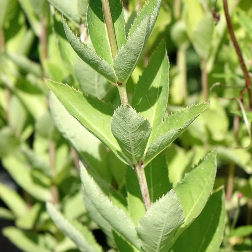 Platycodon grandiflorus Fuji Blue - Campanula cinese (Foliage)