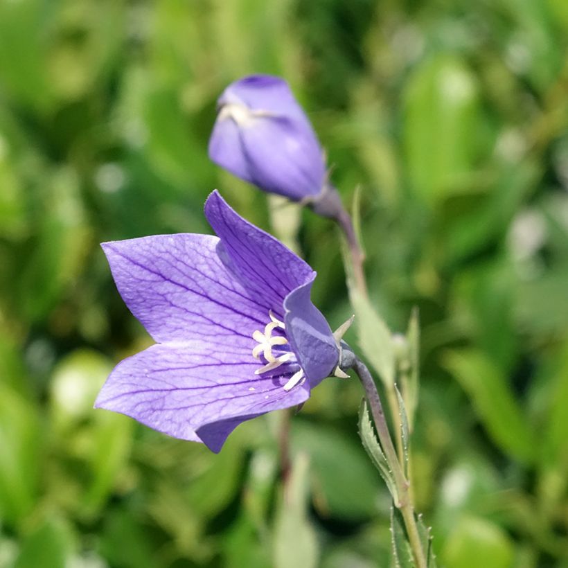 Platycodon grandiflorus Fuji Blue - Campanula cinese (Flowering)