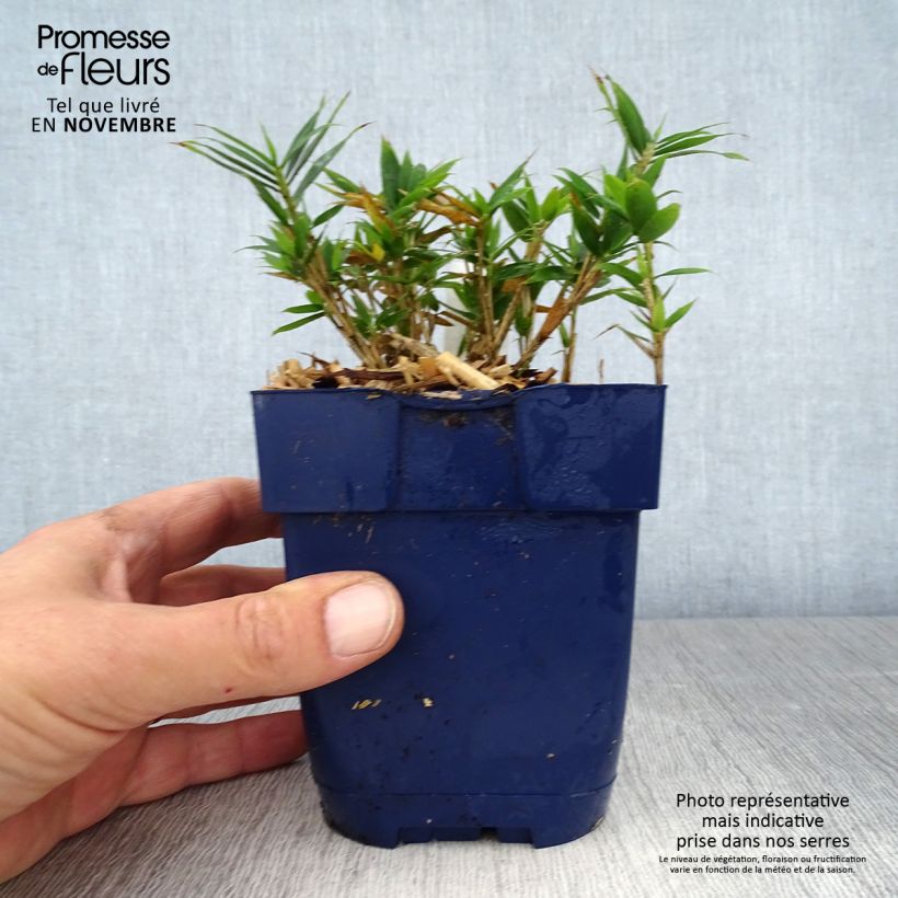 Esemplare di Pleioblastus pygmaeus Distichus - Bambù pigmeo Vaso da 1L/1,5L come consegnato in autunno