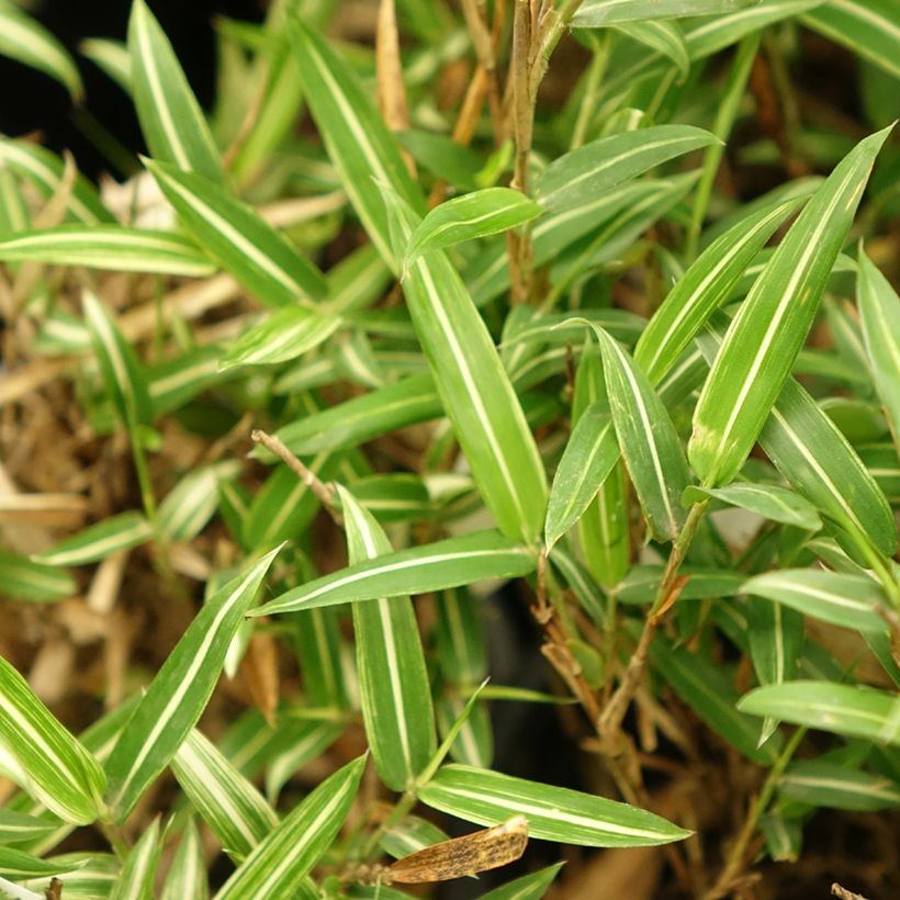 Pleioblastus shibuyanus Tsuboï (Foliage)