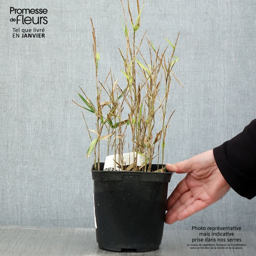 Pleioblastus shibuyanus Tsuboï - Bambou nain panaché Pot de 1,5L/2L esemplare consegnato in inverno