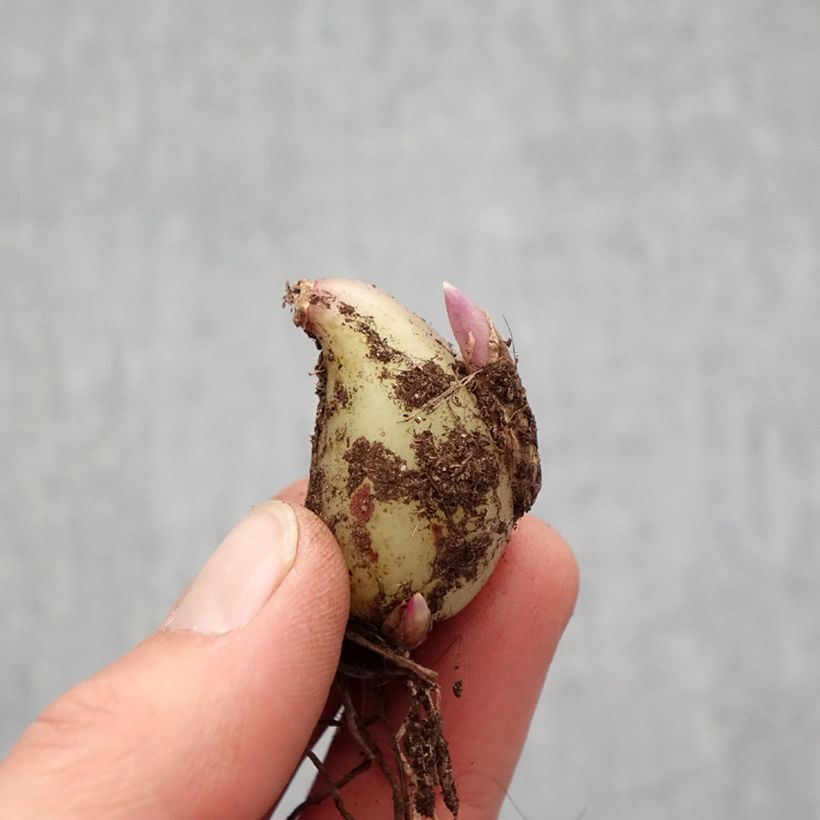 Pleione formosana Alba Bulbo taglia I esemplare consegnato in primavera