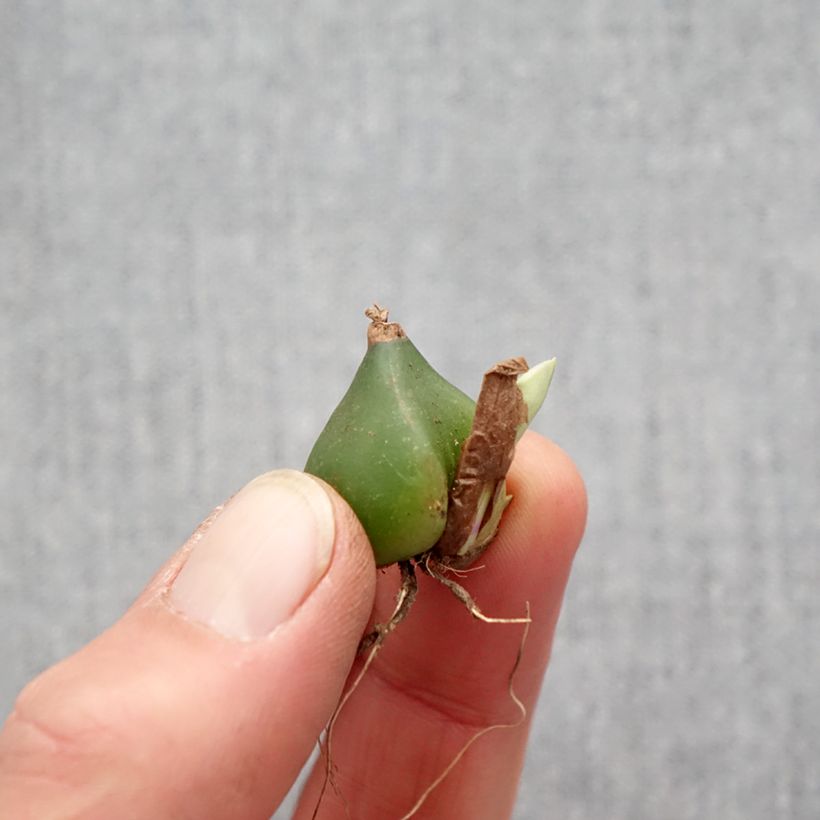 Pleione formosana (bulbi) Bulbo taglia I esemplare consegnato in primavera