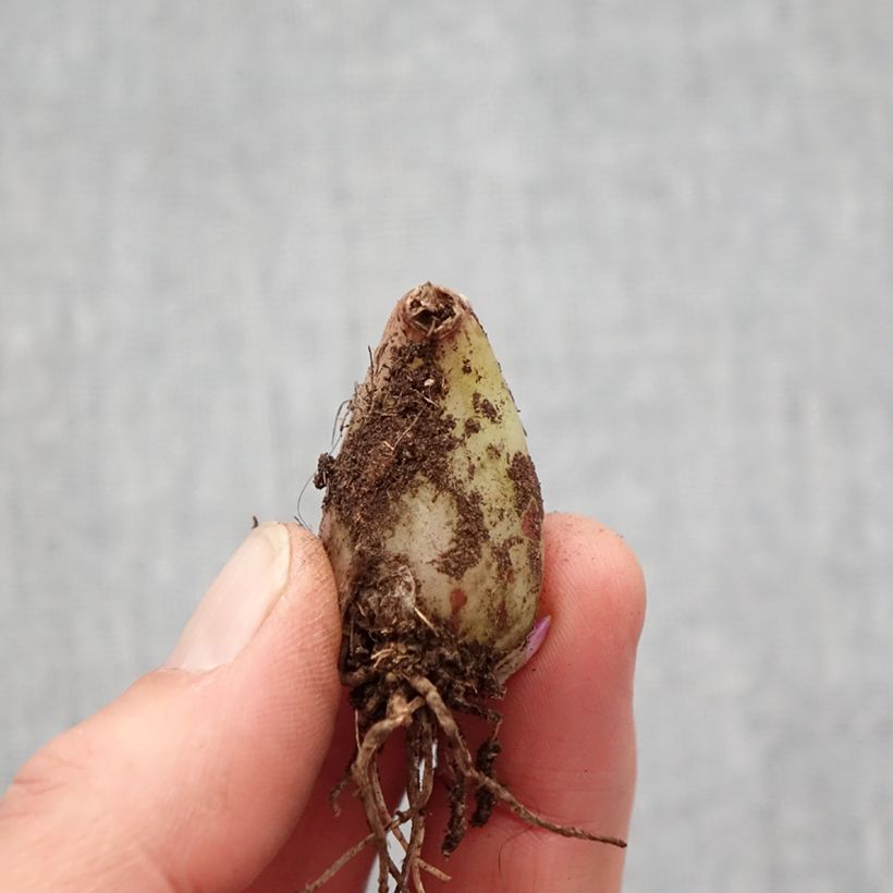 Pleione forrestii Bulbo taglia I esemplare consegnato in primavera