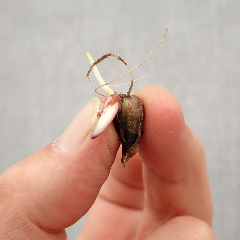 Pleione Tongariro (bulbi) Bulbo taglia I esemplare consegnato in primavera