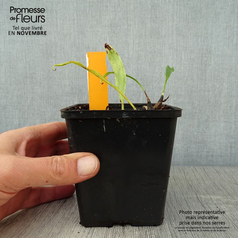Esemplare di Pleione Tongariro - Orchidée terrestre Pot de 1L/1,5L come consegnato in autunno