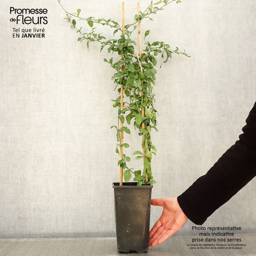 Plumbago auriculata Dark Blue Vaso da 2L/3L esemplare consegnato in inverno