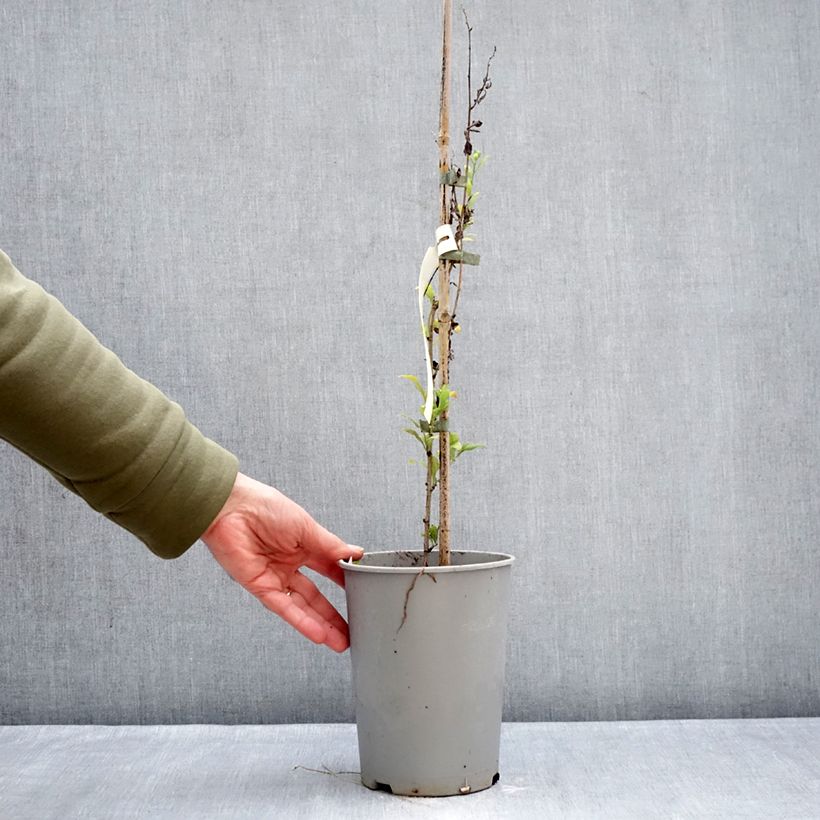 Plumbago auriculata Vaso da 2L/3L esemplare consegnato in inverno