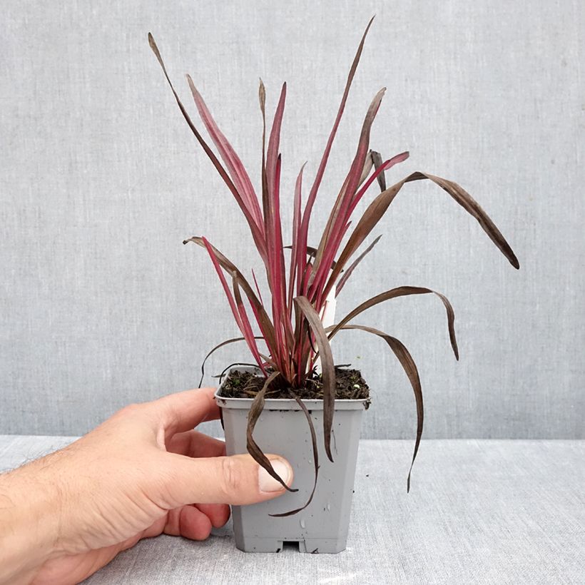 Esemplare di Liatris spicata Kobold Vasetto da 8/9 cm come consegnato in autunno