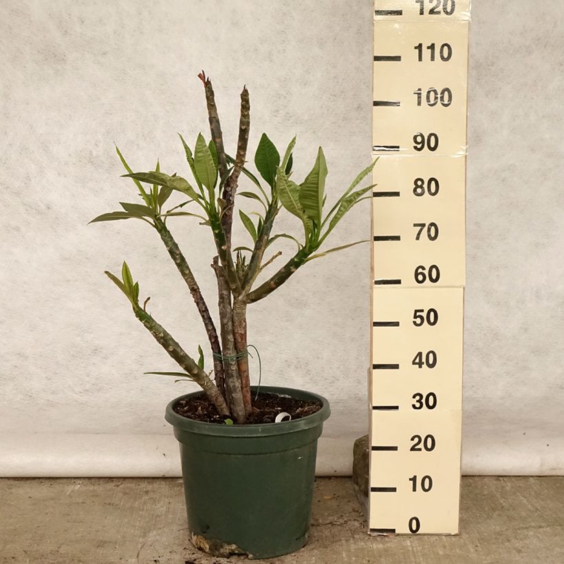 Esemplare di Plumeria rubra - Frangipani Pomelia Vaso da 6L/7L consegnato in estate