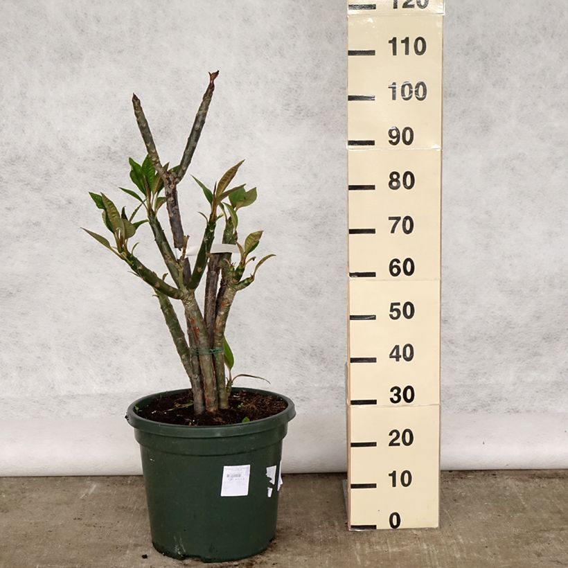 Example of Plumeria rubra - Frangipani Pomelia Vaso da 6L/7L as you get in printemps