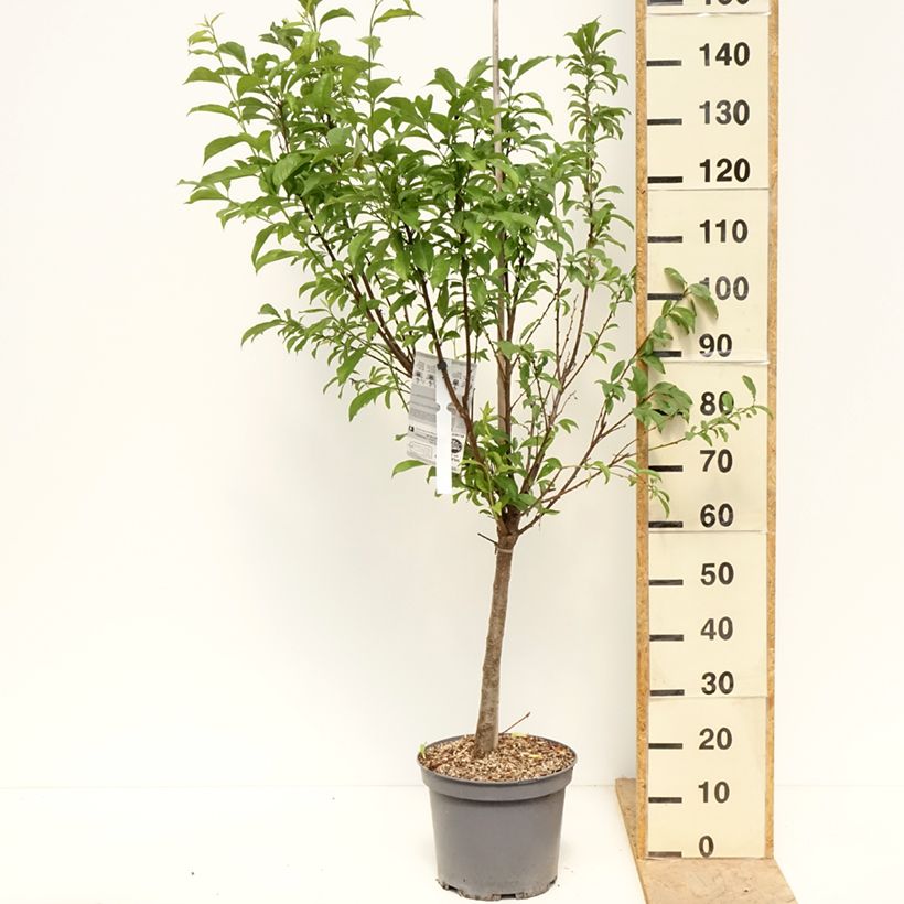 Example of Pluot Pink Candy Vaso da 7,5L/10L, Vasetto as you get in printemps