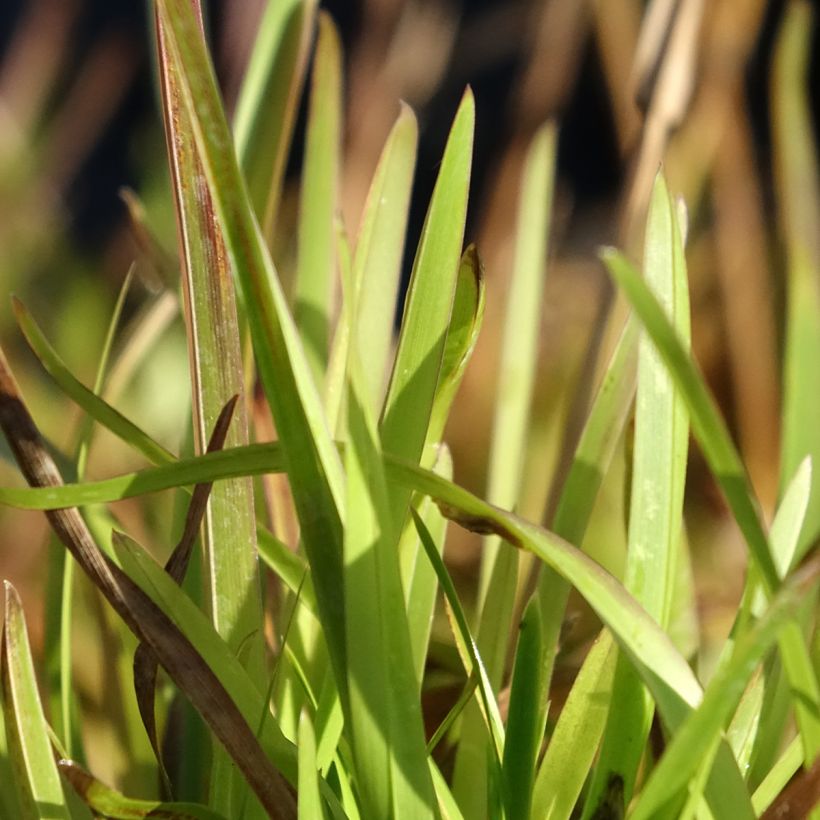 Poa chaixii - Fienarola di Chaix (Fogliame)