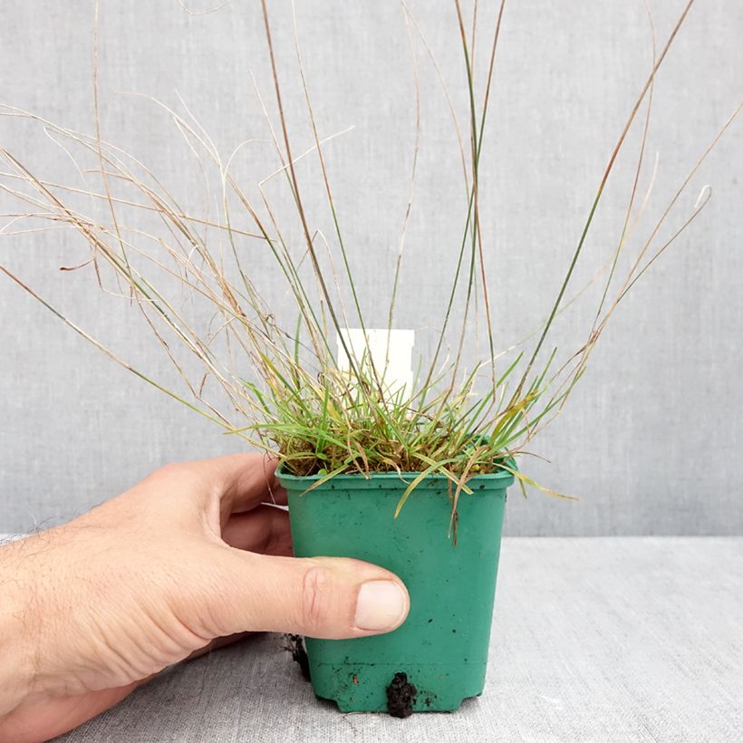 Esemplare di Poa glauca Blue Hills Vasetto da 8/9 cm come consegnato in autunno