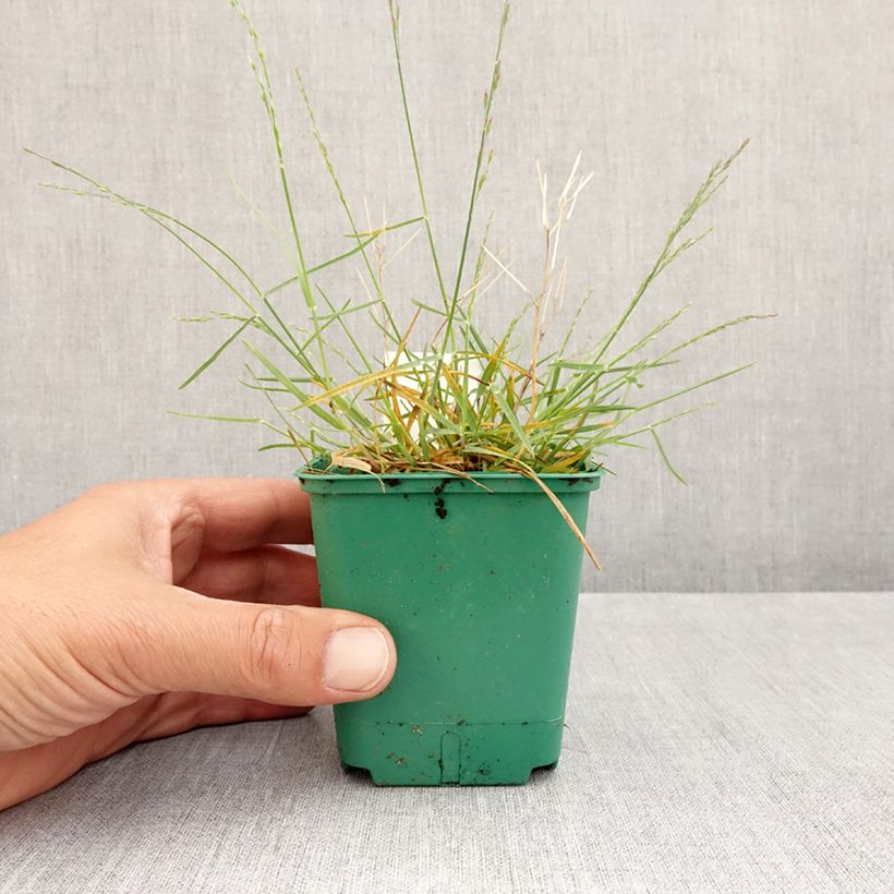 Poa glauca Blue Hills Vasetto da 8/9 cm esemplare consegnato in primavera