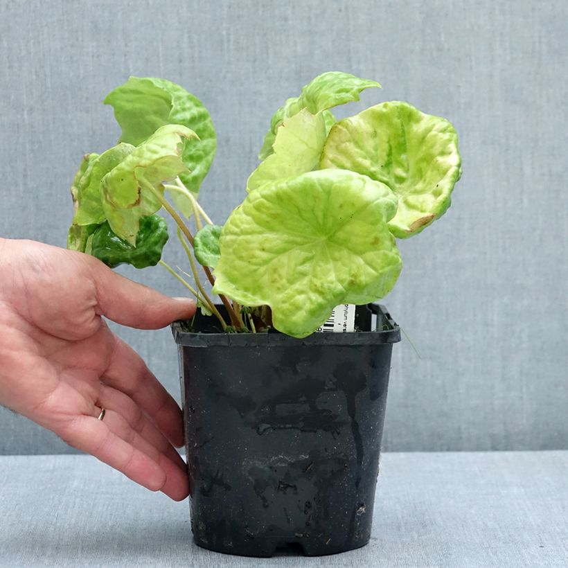 Esemplare di Podophyllum Spotty Dotty - Podofillo Vaso da 1L/1,5L consegnato in estate