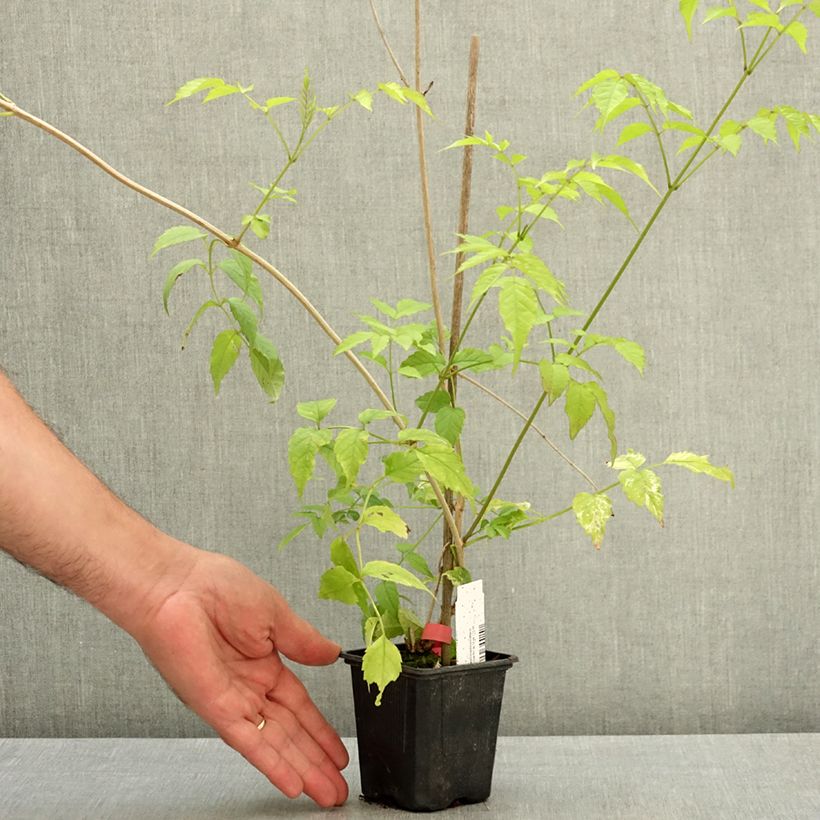 Esemplare di Podranea ricasoliana Comtesse Sarah - Bignonia rosa Vaso da Ø 12 cm / 13 cm consegnato in estate